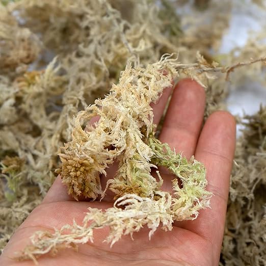 Long Fiber Sphagnum Moss, Naturally Air Dried, Great Orchid Medium, Perfect for Rooting Plants and Cuttings, 10oz(Appx.34QT)